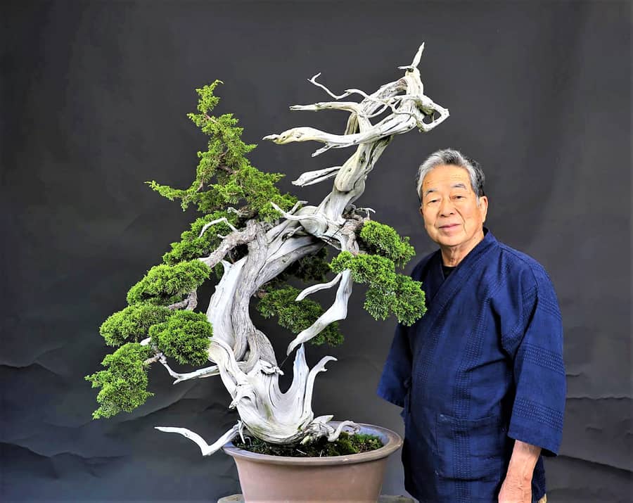 A Beginner's Guide to Bonsai Trees