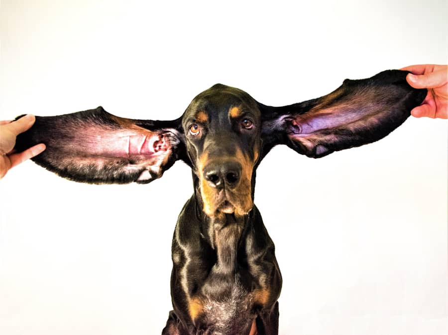 US Dog Gets World Record for Longest Ears | Engoo Daily News