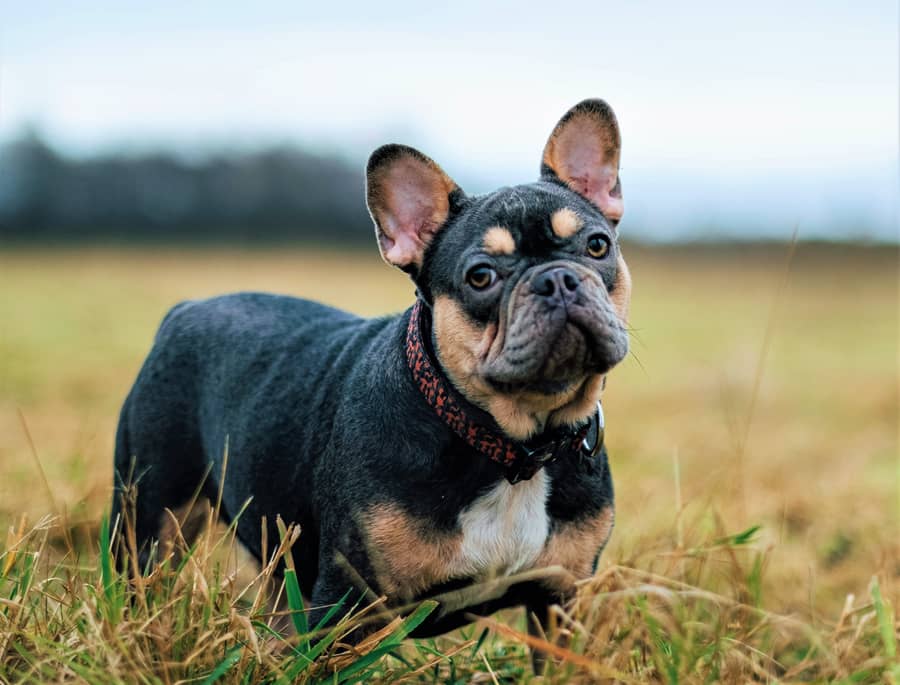 French Bulldog Becomes Most Popular US Dog Breed