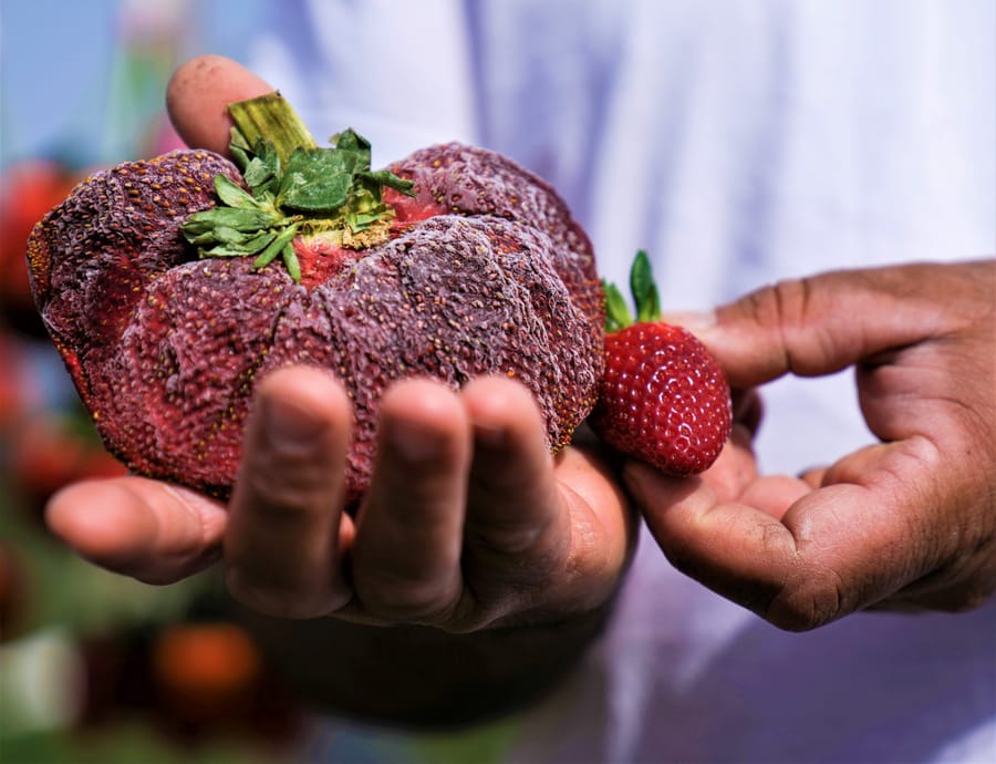 Israeli Strawberry Named World's Heaviest | Engoo デイリーニュース