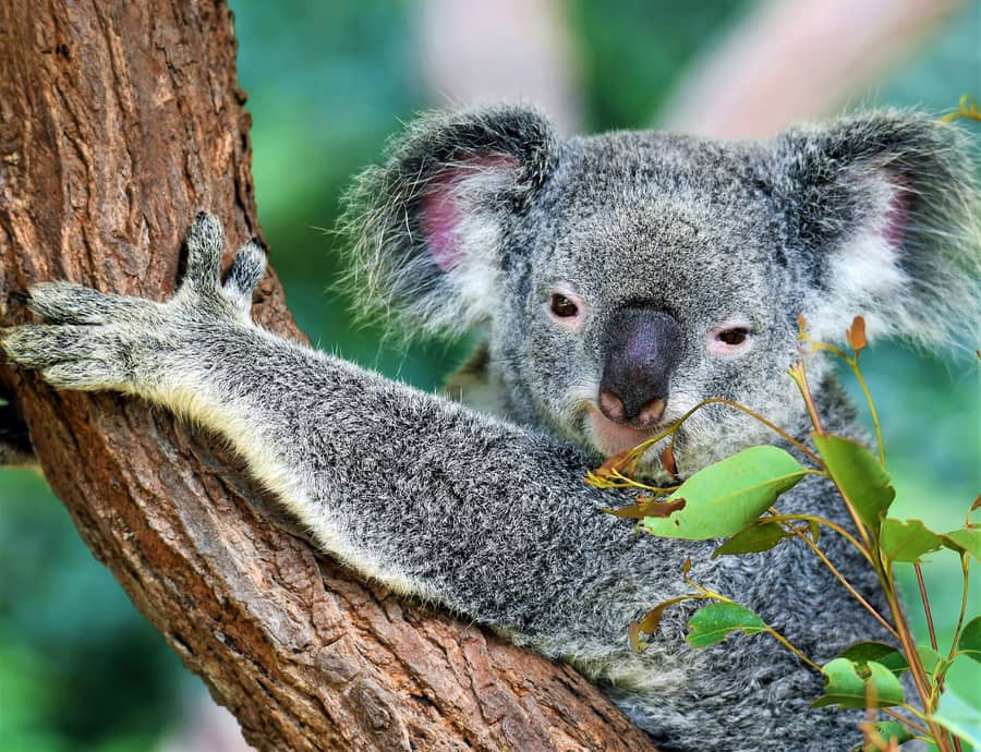 Koalas Declared Endangered in Parts of Eastern Australia | Engoo Daily News