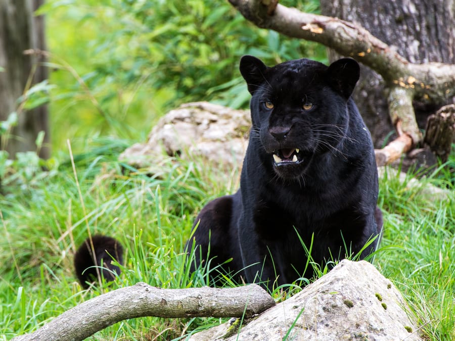 Jaguar Attacks Woman Taking Selfie at Arizona Zoo | DMM英会話