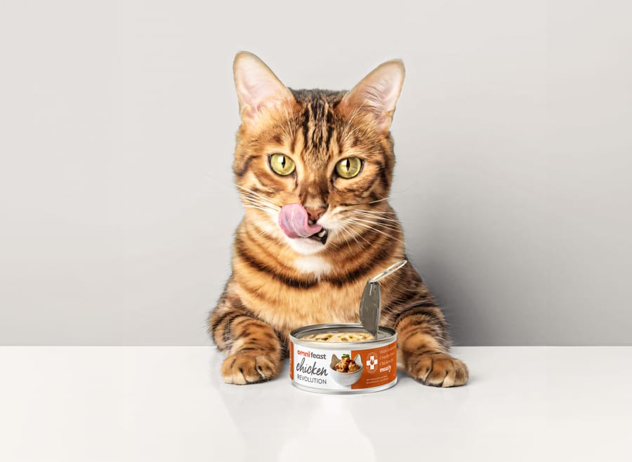 World's First' Pet Food Made with Lab-Grown Meat | Engoo Daily News