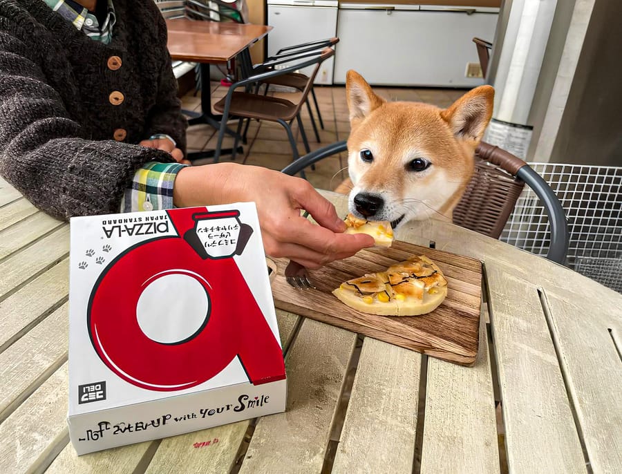 Japanese Pizza Chain Delivers Pizza for Dogs | DMM英会話 デイリー