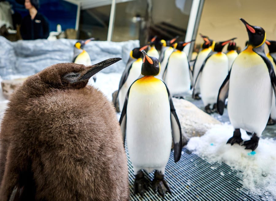 Huge Penguin Chick Becomes Social Media Star | DMM英会話 デイリー