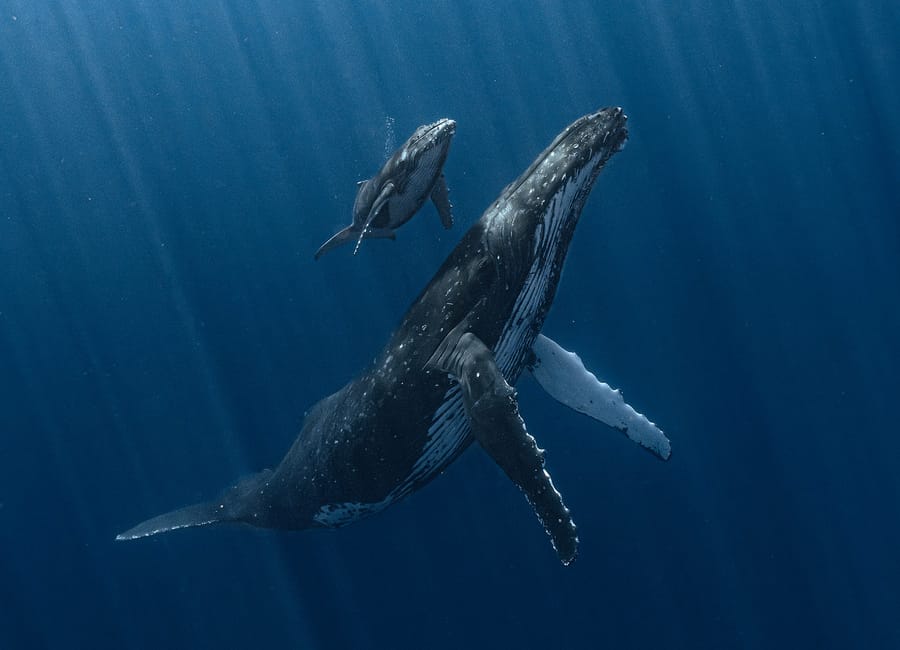 New Movie Shows an Unseen Underwater World | DMM英会話 デイリー