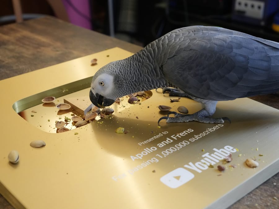 Record-Breaking Parrot Can Identify and Name Objects