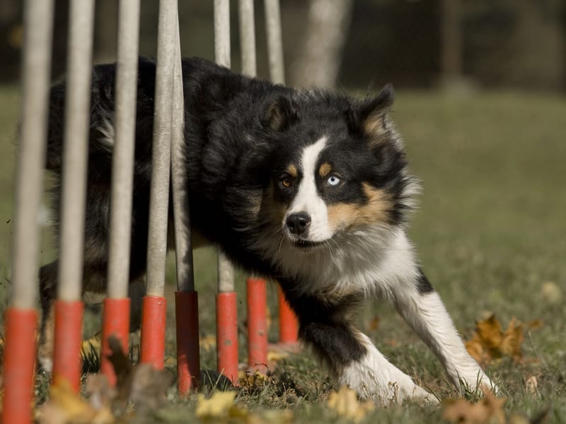 Dog Training Dmm英会話 Dog Training Dmm英会話