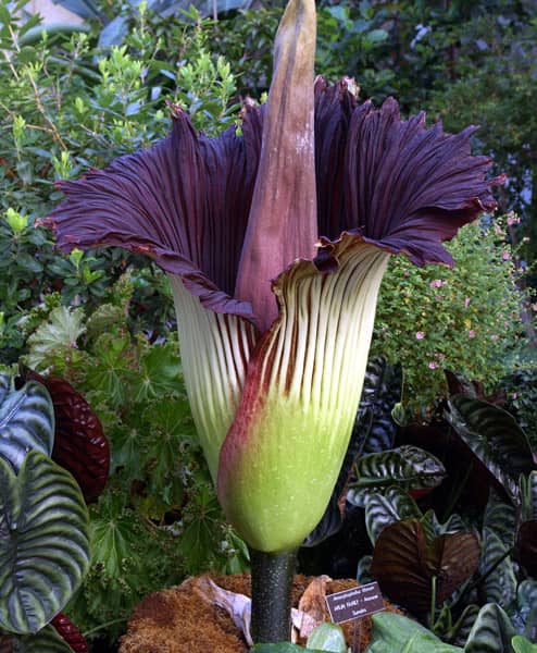 Smelly 'Corpse' Flower To Bloom in Washington, DC | Engoo