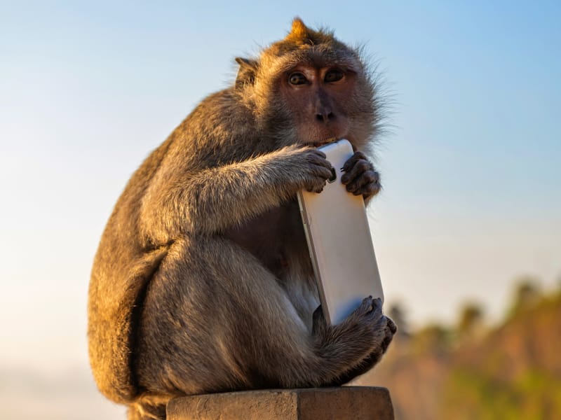 Bali Monkeys Exchange Stolen Items for Better Food | Engoo Daily News