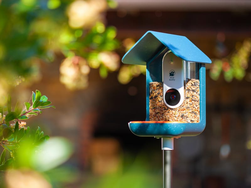 This Bird Feeder Takes Photos of Birds for You Engoo Daily News