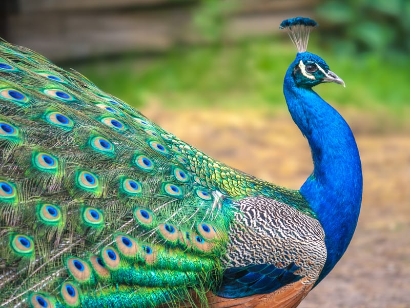 Feral Peacocks Causing New Zealand S Farmers Problems Dmm英会話