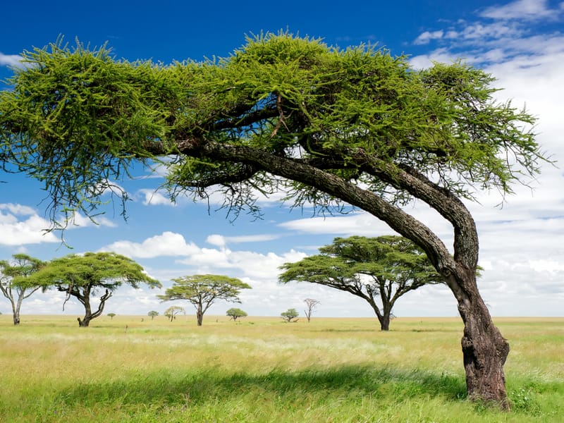 Researchers Count 1.8 Billion Trees in West Africa Engoo Daily News