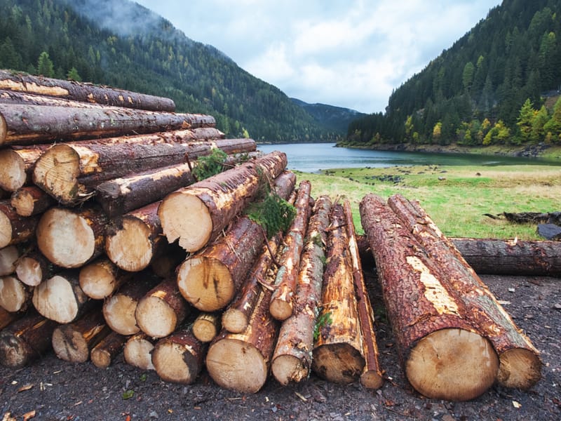 'Super Wood' Stronger Than Steel Engoo