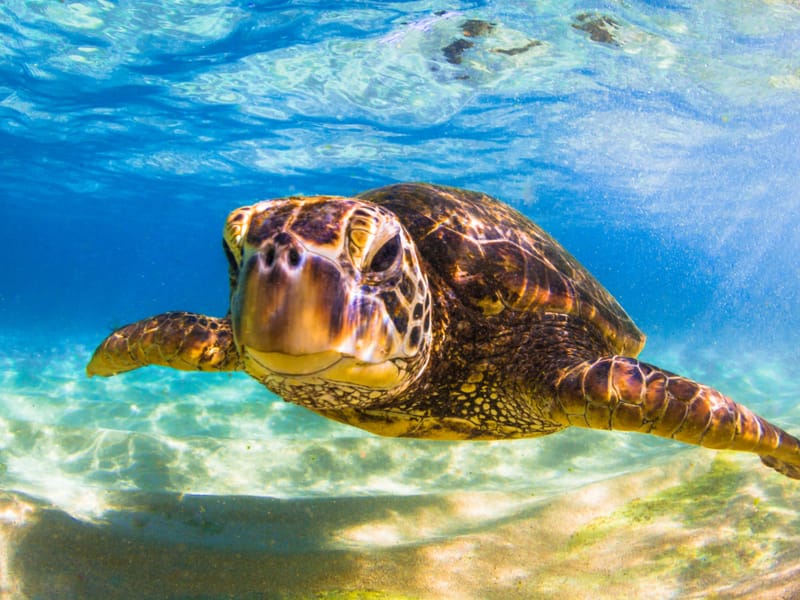 Climate Change Threatens Endangered Green Sea Turtles Engoo Daily News