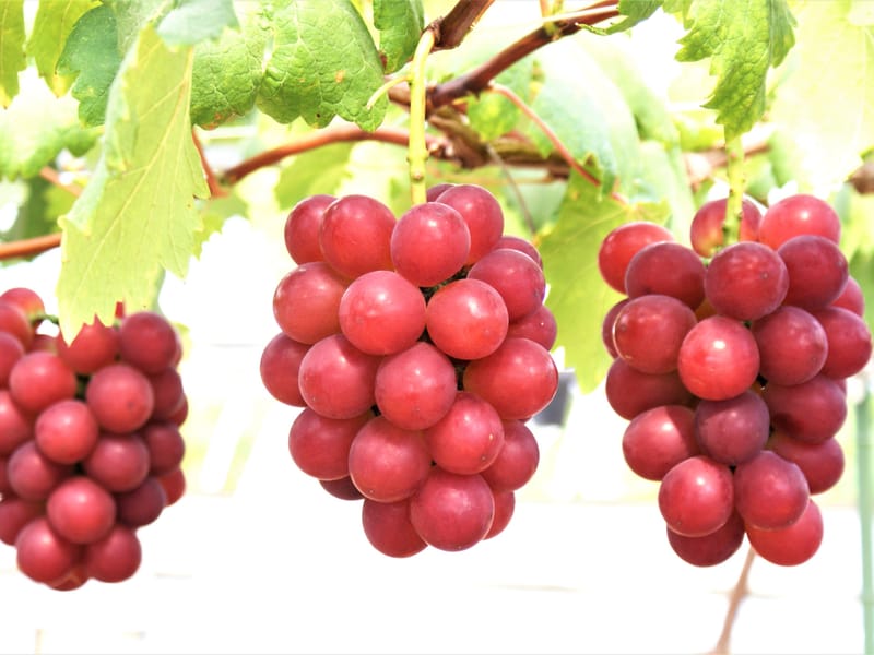 Japan's Most Expensive Grapes Sell for 11,000 Engoo Global Daily News
