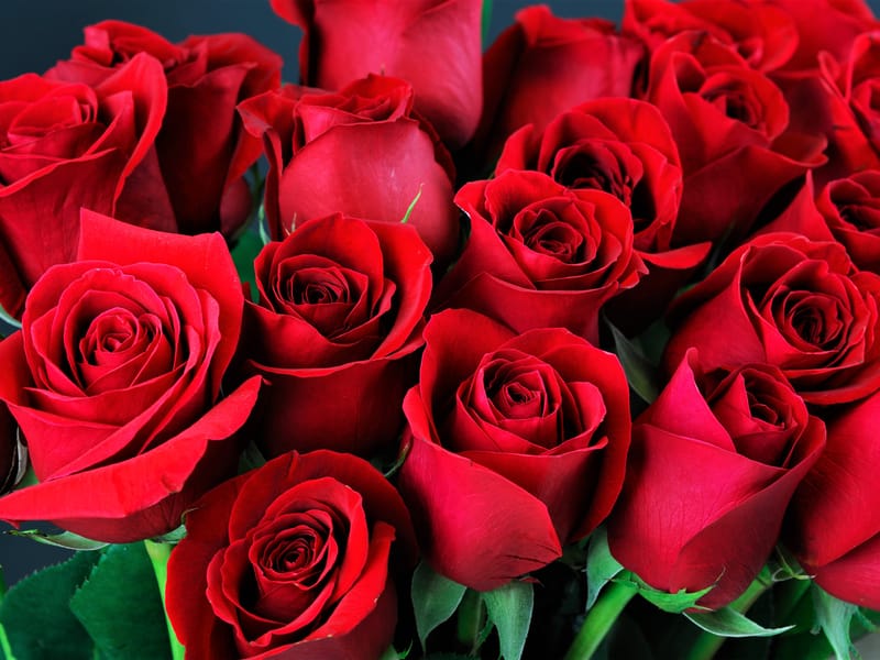 Life Will Be 'A Bed of Roses' With These Idioms Engoo Daily News
