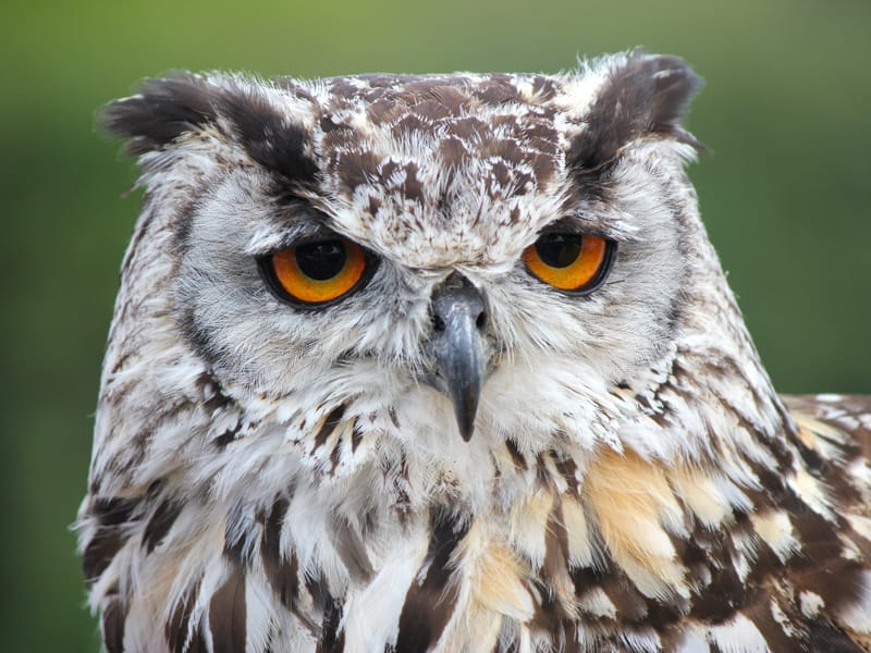 Using Owls to Protect Crops Engoo