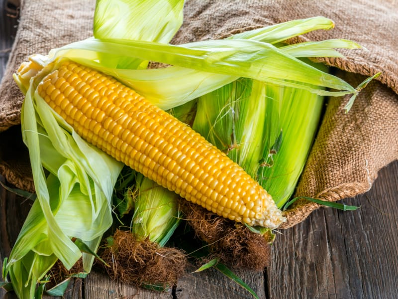 US Researchers Modify Corn to Boost Nutritional Value