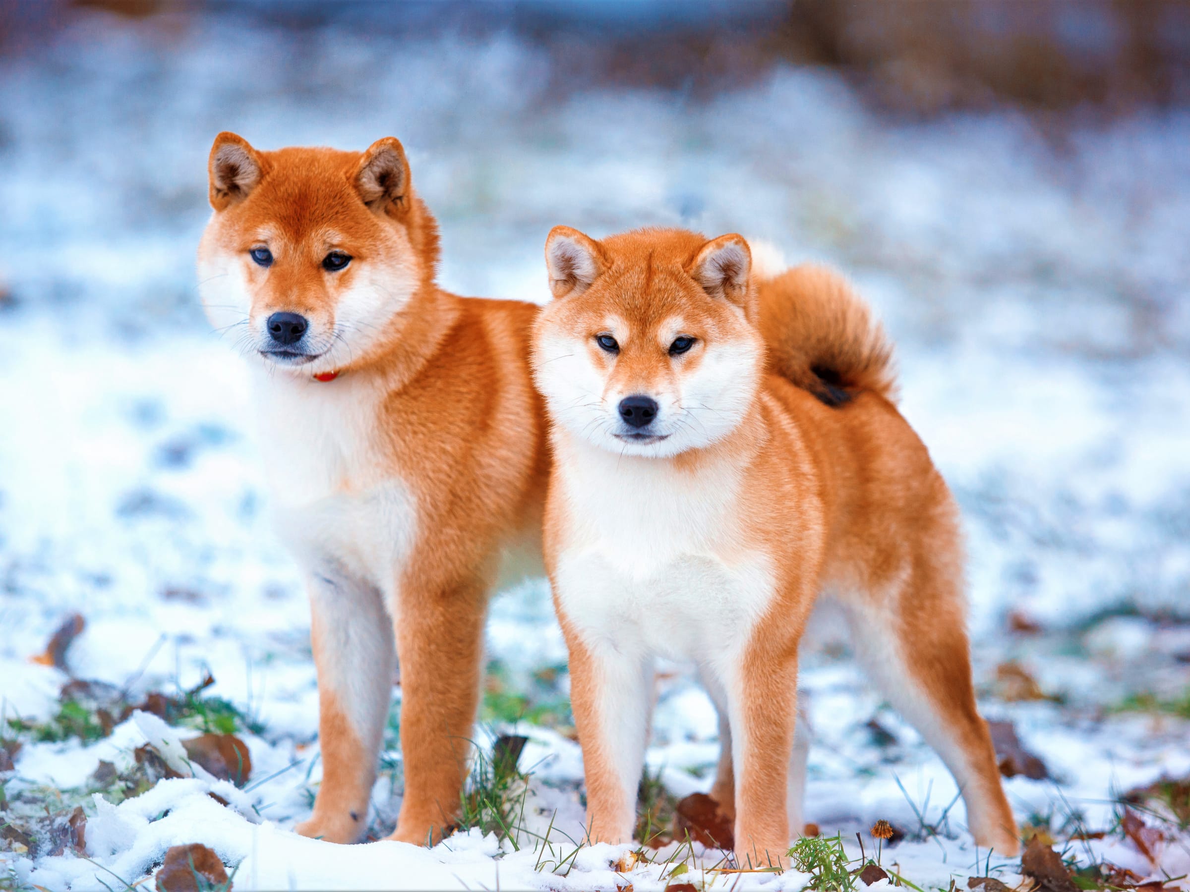 fully grown shiba inu