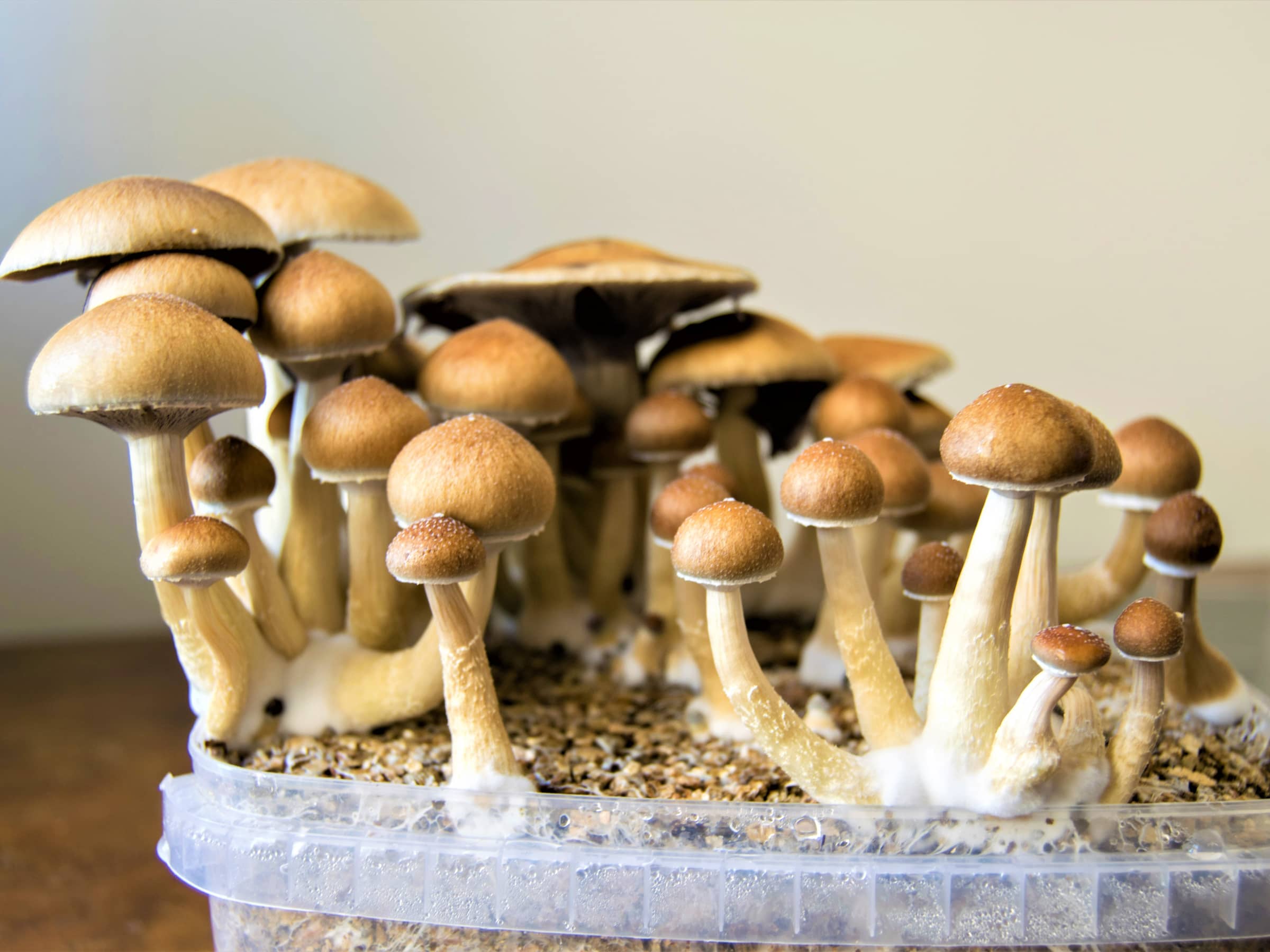 Study Magic Mushrooms Could Treat Depression Engoo Daily News