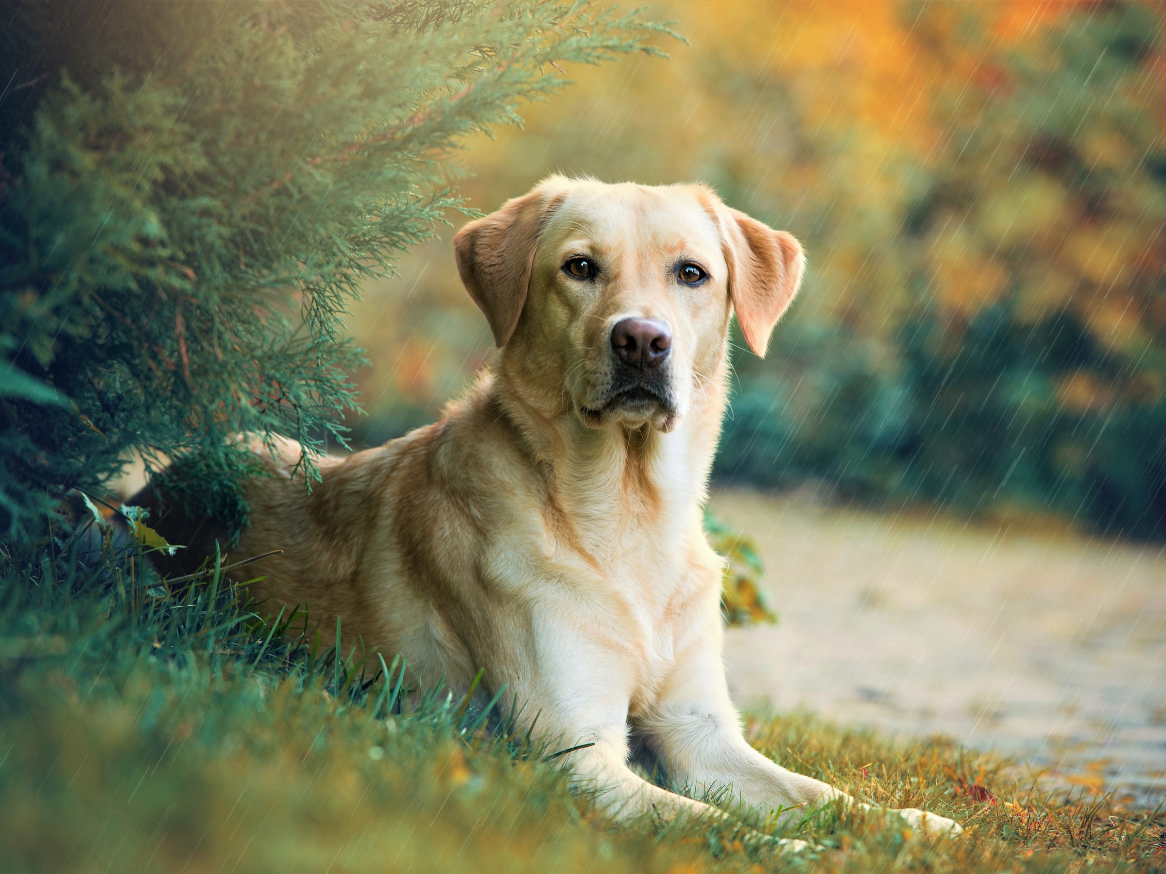 Labrador Retriever Named Most Popular Dog In The Us Engoo Indonesia Daily News