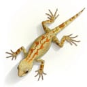 Digital illustration of a green and red lizard