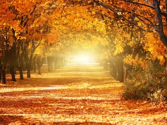 Fall July What Is the Weather Usually Like in July? | Engoo