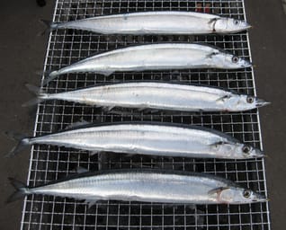 海の生き物の漢字 Dmm英会話 海の生き物の漢字 Dmm英会話