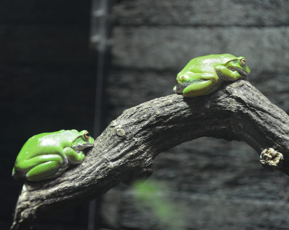 動物のことわざ Engoo 動物のことわざ Engoo
