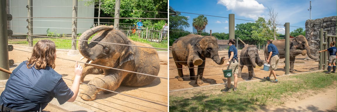 Downward Elephant? Zoo Keeps Elephants Healthy with Yoga | Engoo 每日新聞