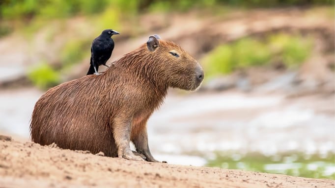 Capybara with a black bird sitting on its back.