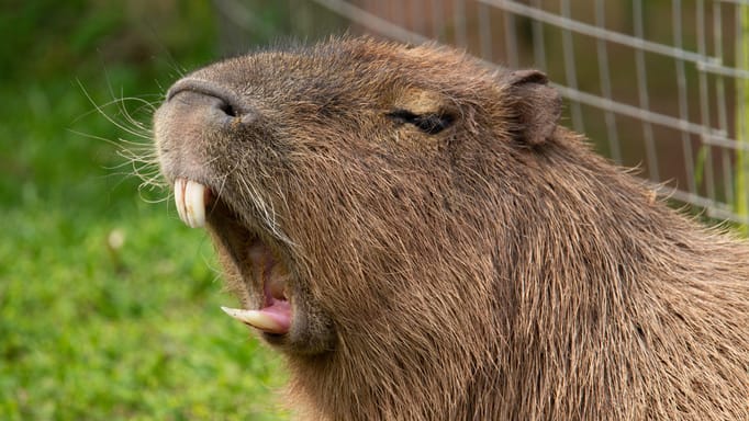 Capybara with an open mouth showing its large teeth.