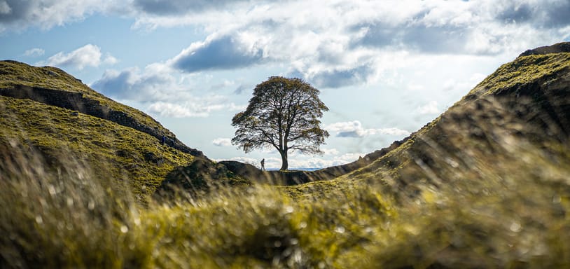 The Sycamore Gap Tree standing next to the Hadrian's Wall.