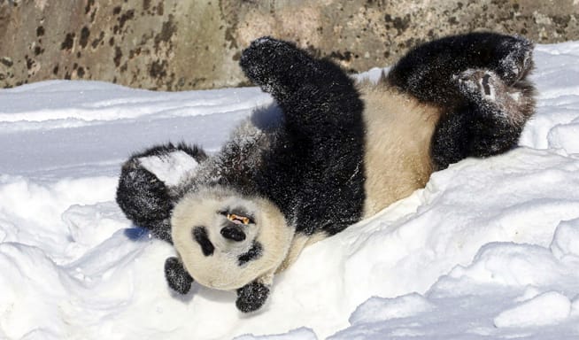  Male panda Hua Bao, named Pyry in Finnish, rolls in snow during the official opening of the Ahtari Zoo Snowpanda Resort in Ahtari, Finland, Saturday, March 3, 2018.