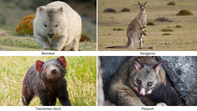 wombat, kangaroo, Tasmanian devil and possum