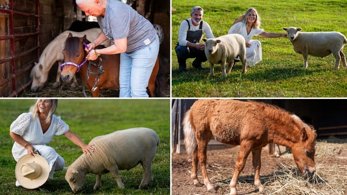 Jeff and Jamie Campion pose with their Southdown Babydoll sheep Buttermilk and Biscuit in their backyard Wednesday, July 3, 2024, in Thompson Station, Tenn.