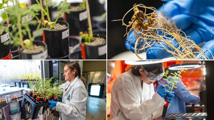 Scientists Grow Chickpeas in 'Moon Soil' | Engoo 데일리뉴스