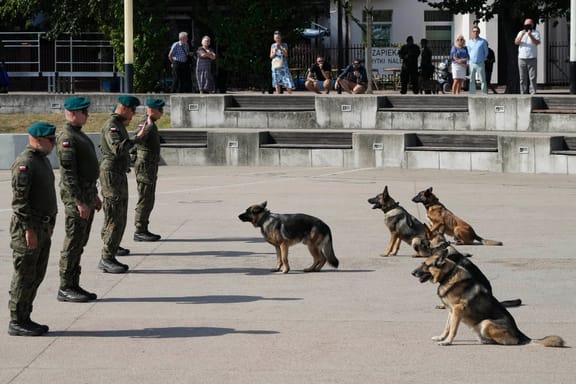 Polish army dogs and their handlers are seen during a ceremony in Nowy Dwor Mazowiecki, Poland, Friday, Sept. 6, 2024.