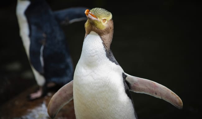 A hoiho or yellow-eyed penguin pictured on April 2, 2023, has won New Zealand's annual Bird of the Year vote, Monday, Sept. 16, 2024, after a fierce contest absent the foreign interference and controversies that have upset the country's avian elections before. 