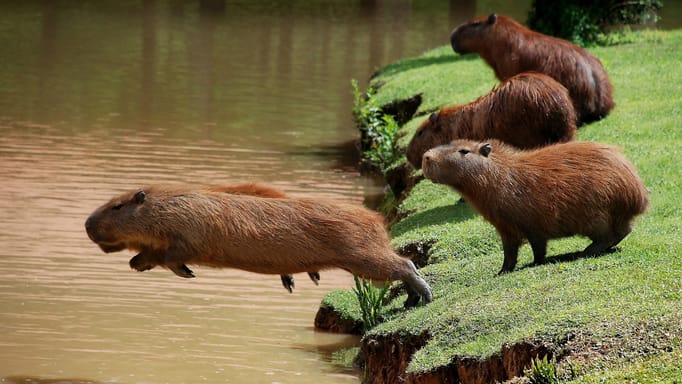 Capybaras beside a river as one jumps into the water.