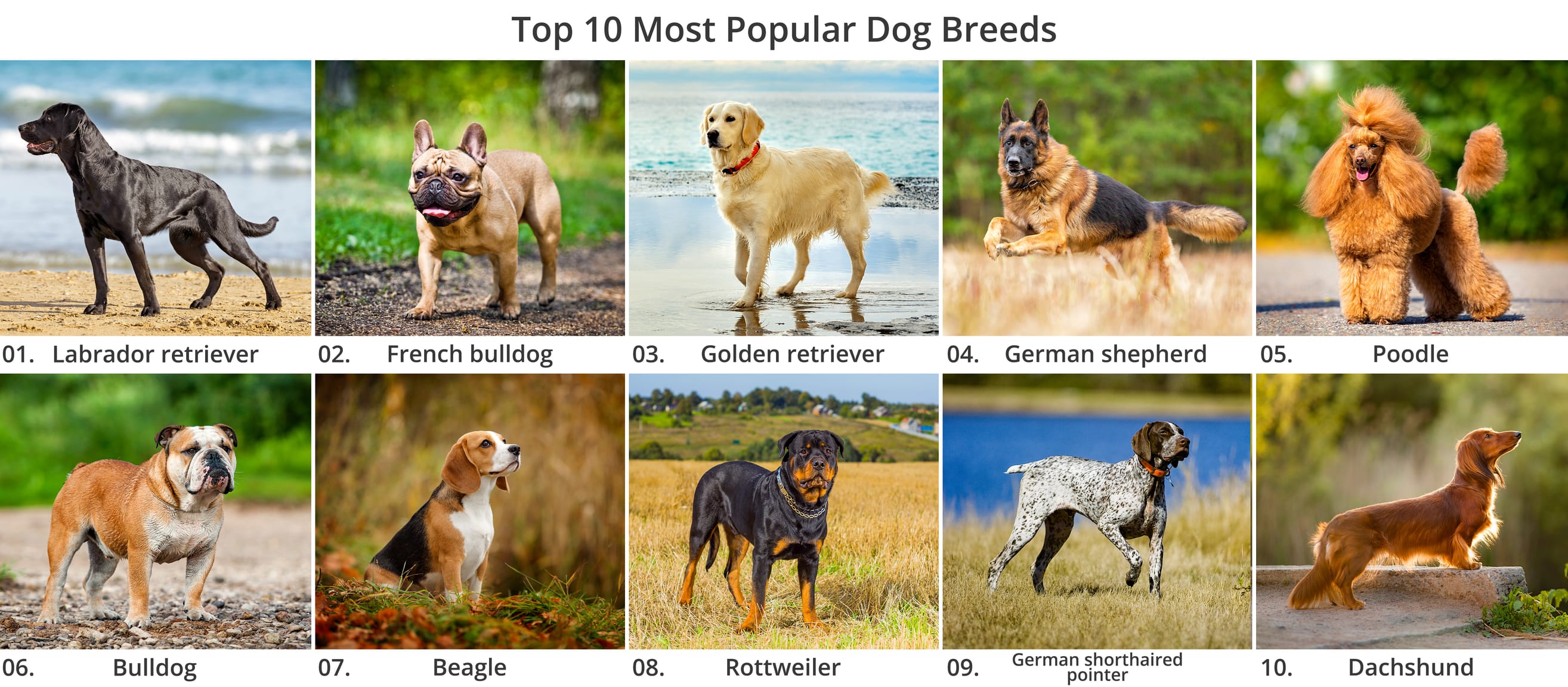 Most popular dog cheap breed by registrations