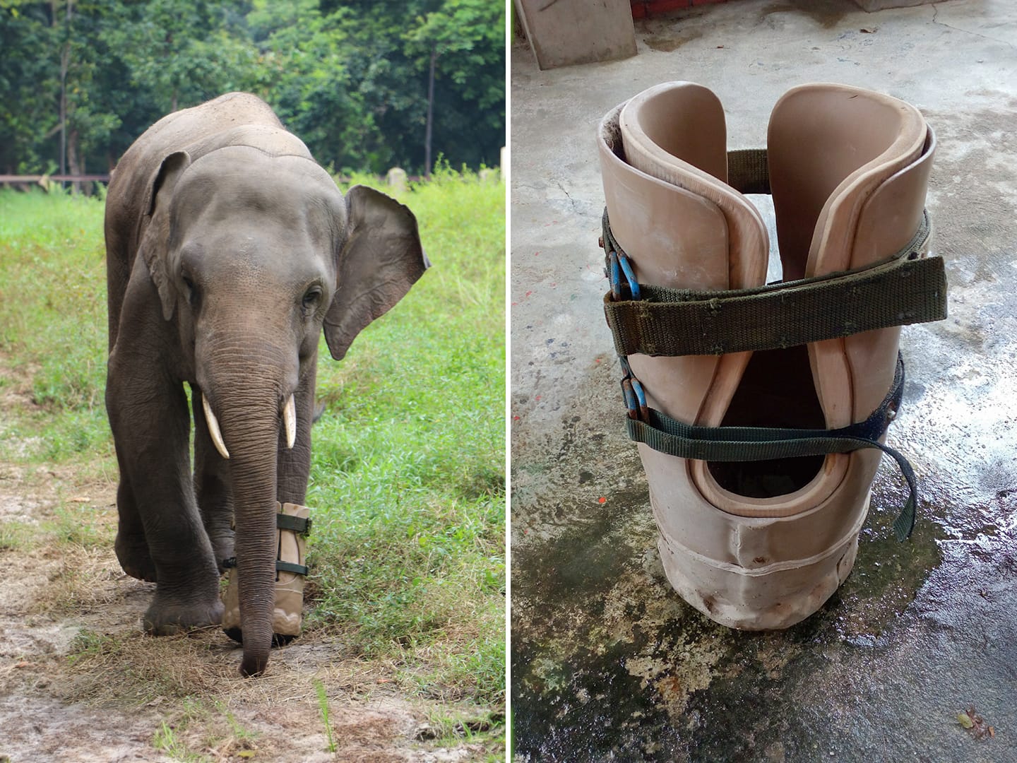 Prosthetic Foot Lets Elephant Walk Again | Engoo Daily News