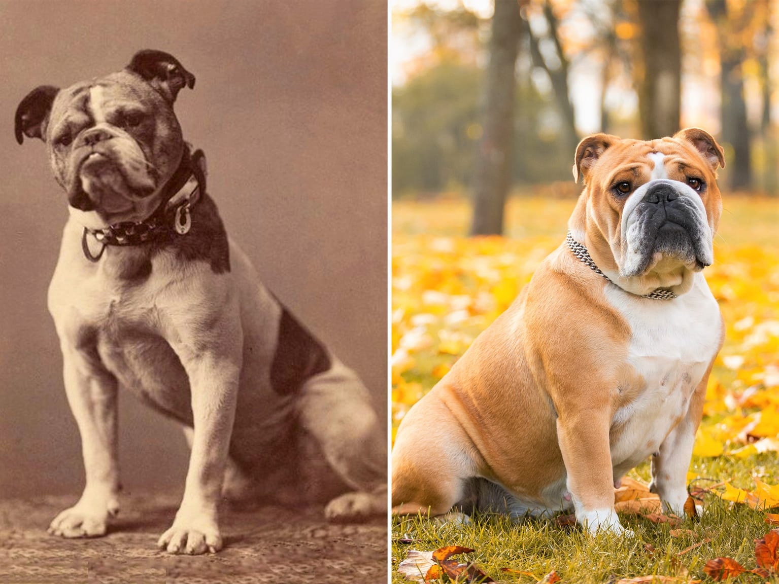 English bulldog discount 100 years ago