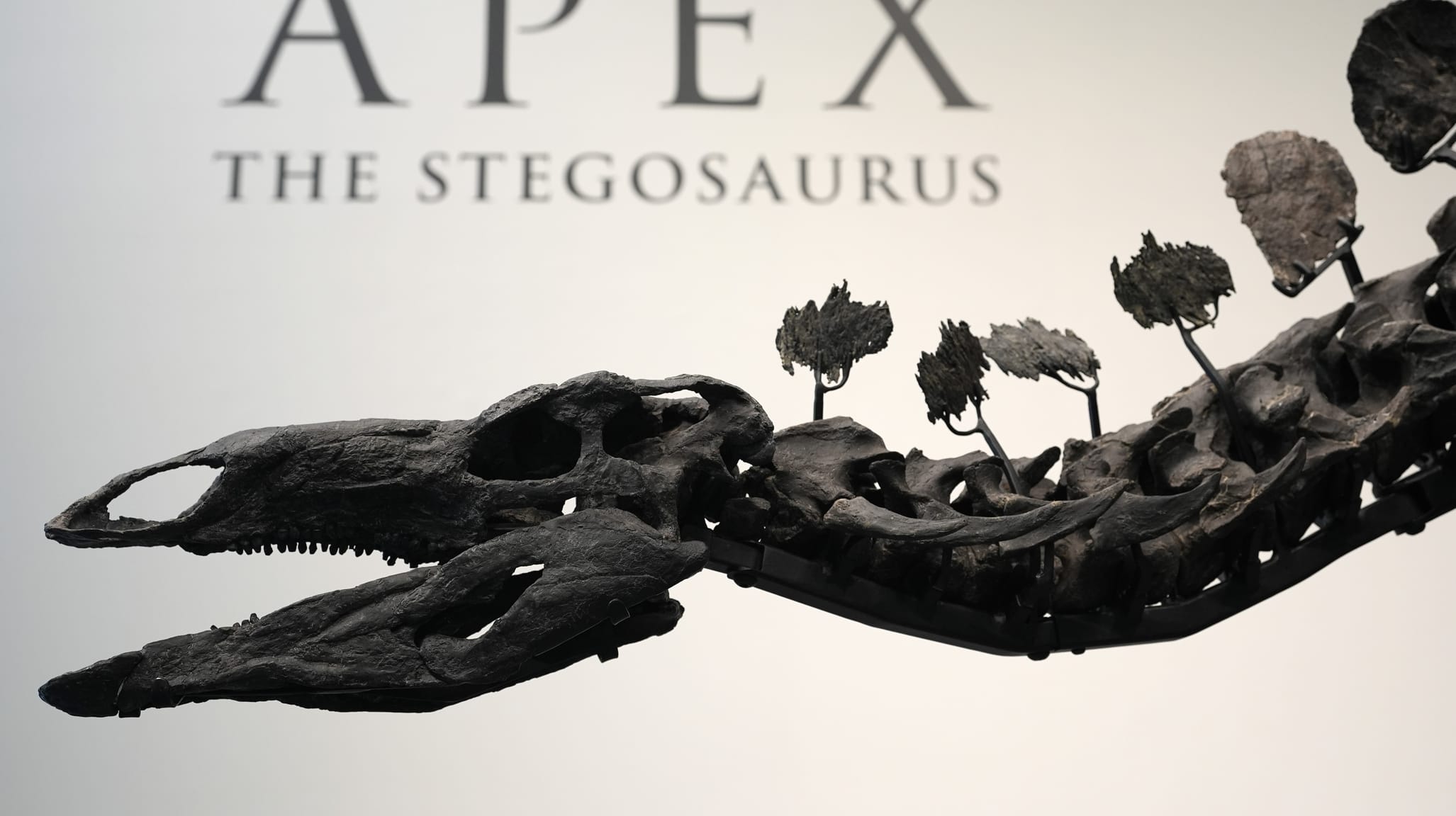Stegosaurus Fossil Fetches Nearly $45M at Auction | DMM英会話