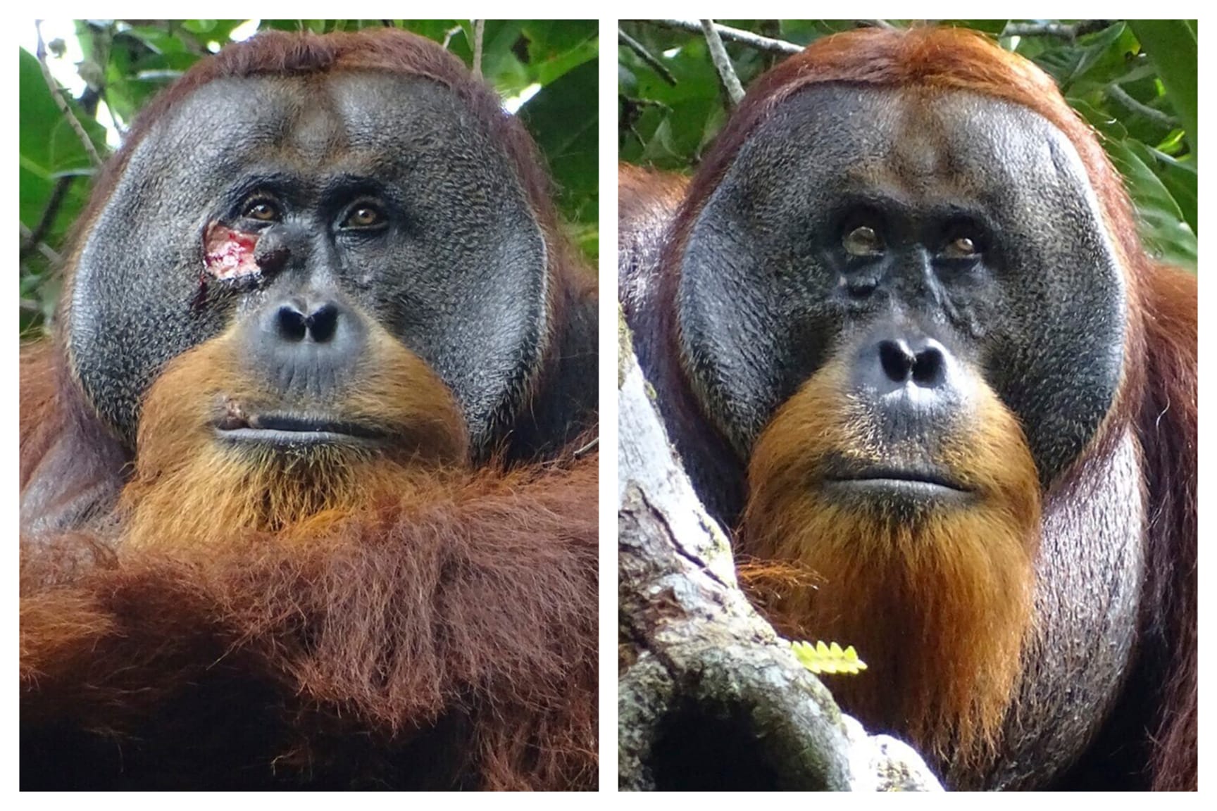 Orangutan Spotted Using Medicinal Plant on Wound | DMM英会話