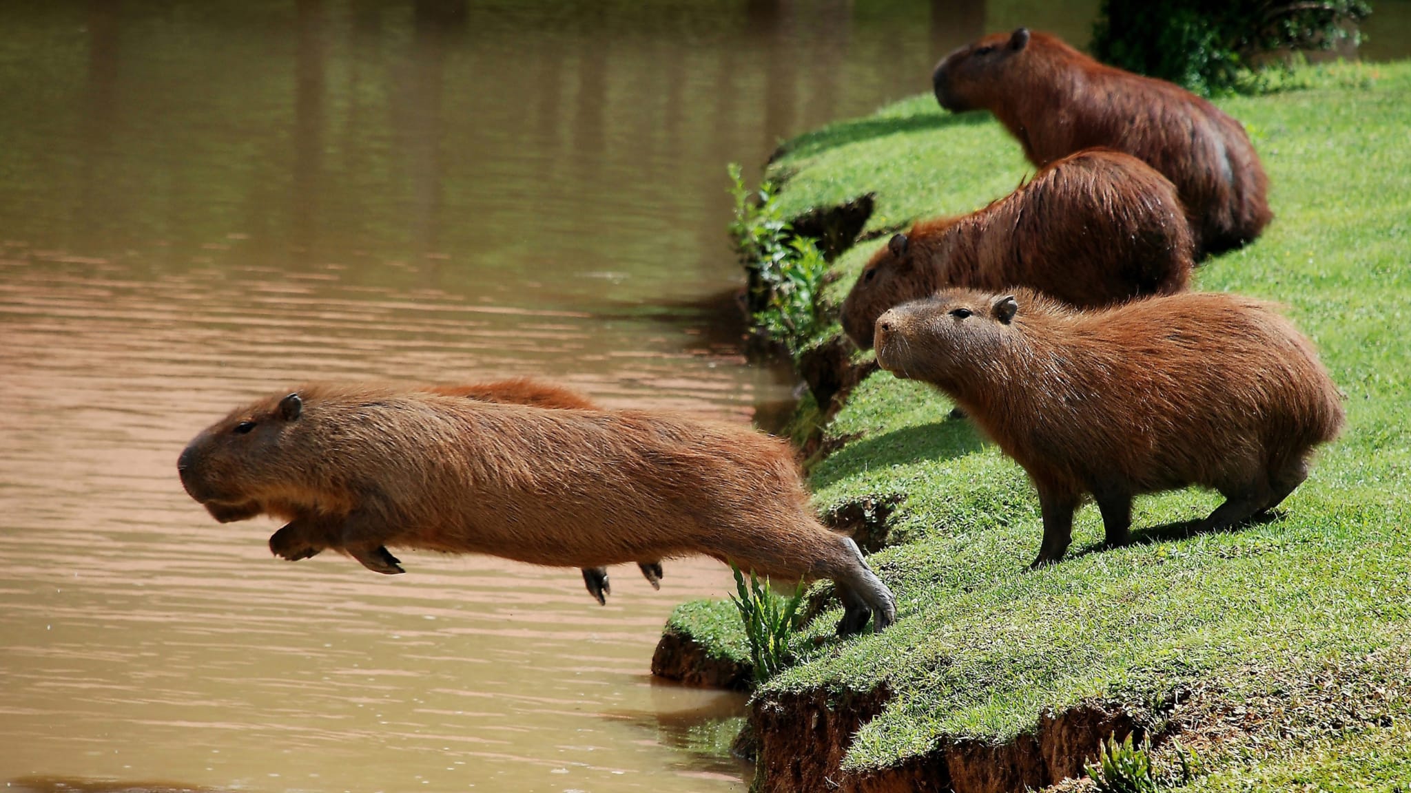 The World's Largest Rodent: Fun Facts About Capybaras | Engoo