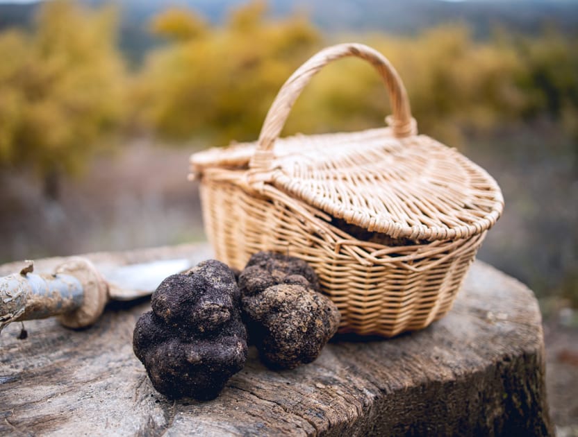 Truffles Why Are They So Expensive? Engoo Daily News