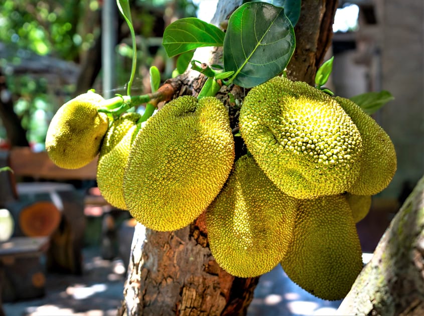Jackfruit How to Use the 'Vegan Sensation' Engoo Daily News