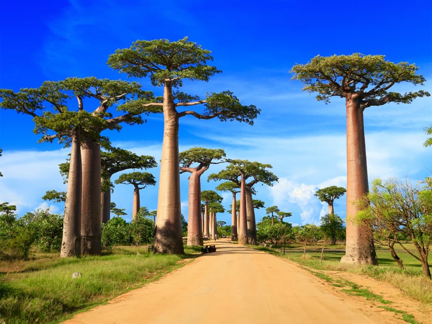 What Is the Baobab Tree? | Engoo